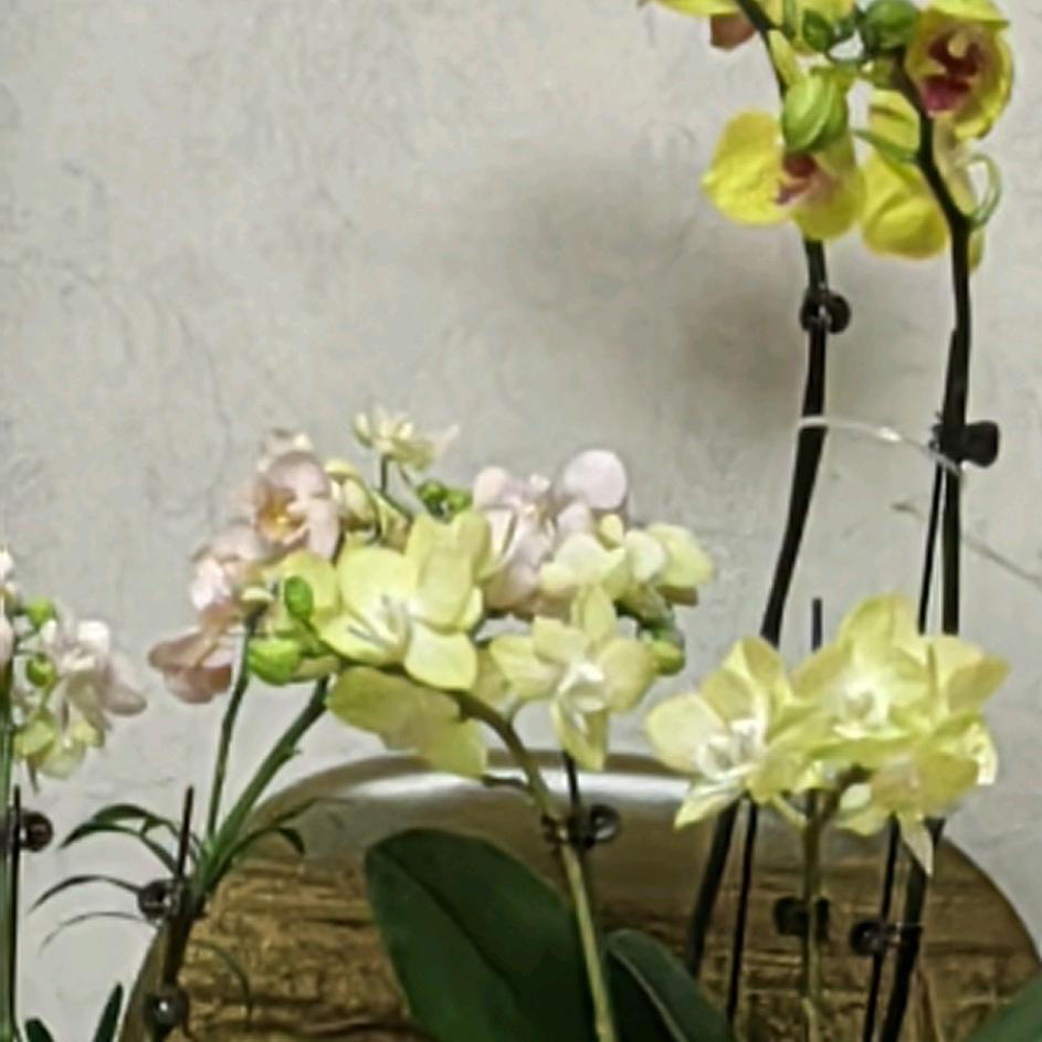 兰花
