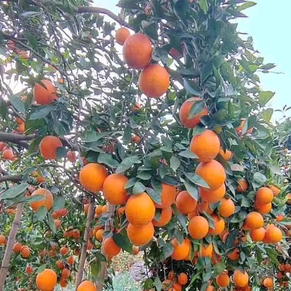 纯天然水果夏子平在罗渡等你约