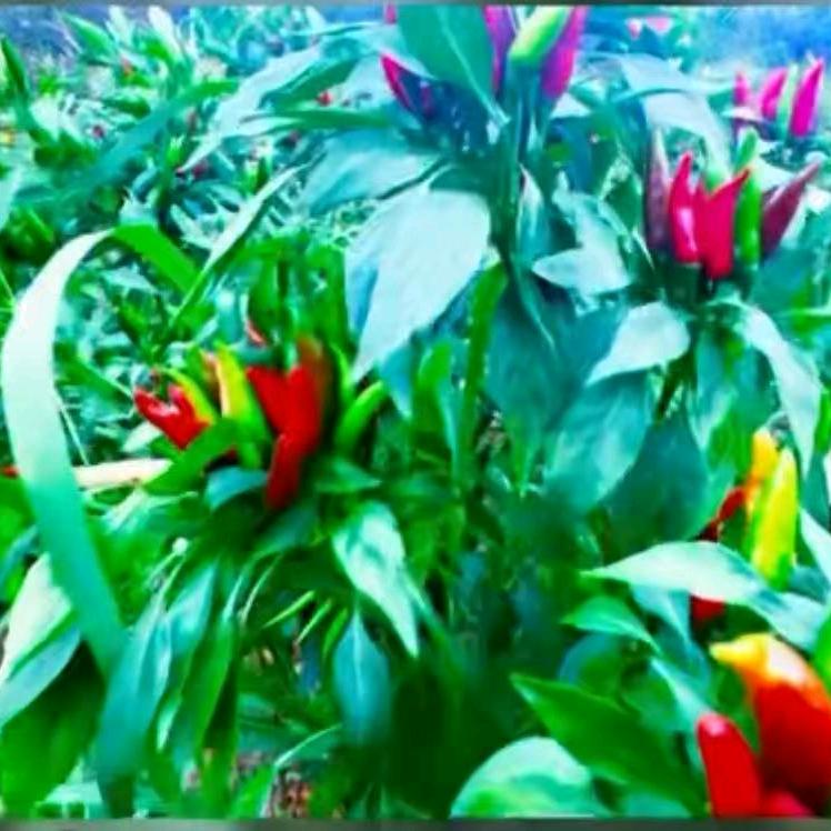 🌾🌾伴你随风 🌾🌾