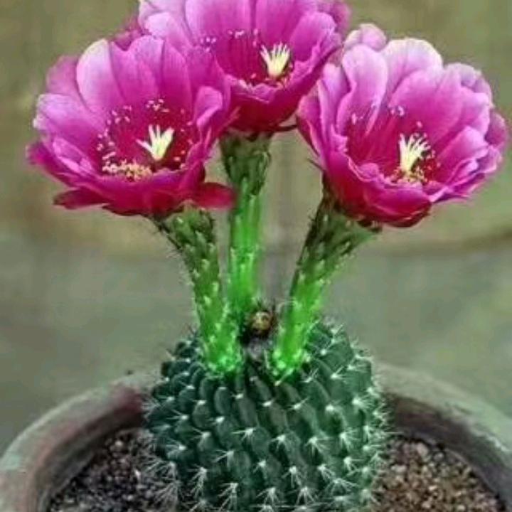 云游四海