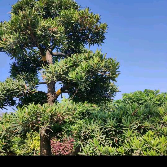 七零后的农村大姐