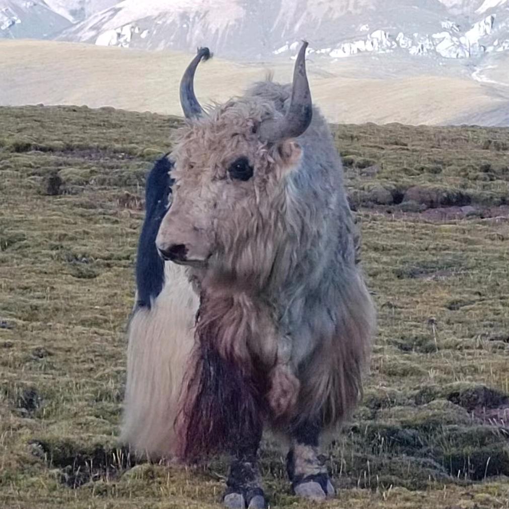 🐯康巴🐮