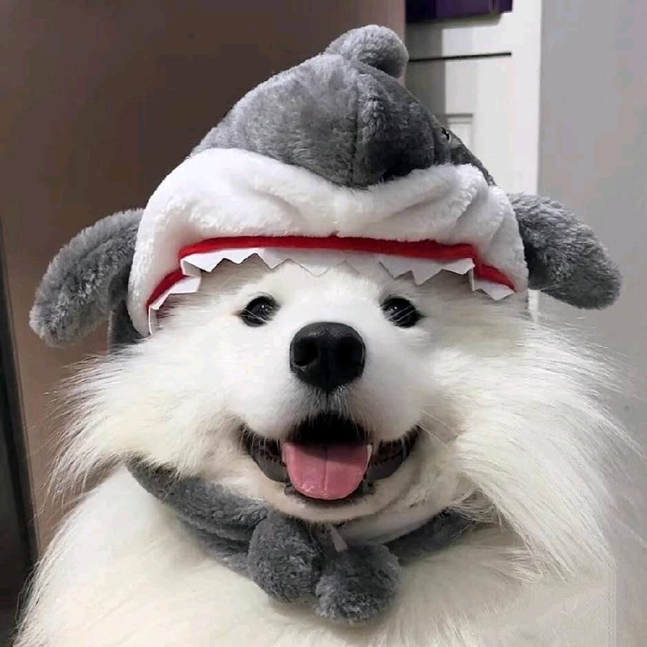白鸽