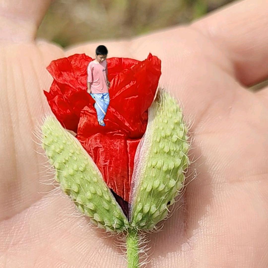 顺手牵杨