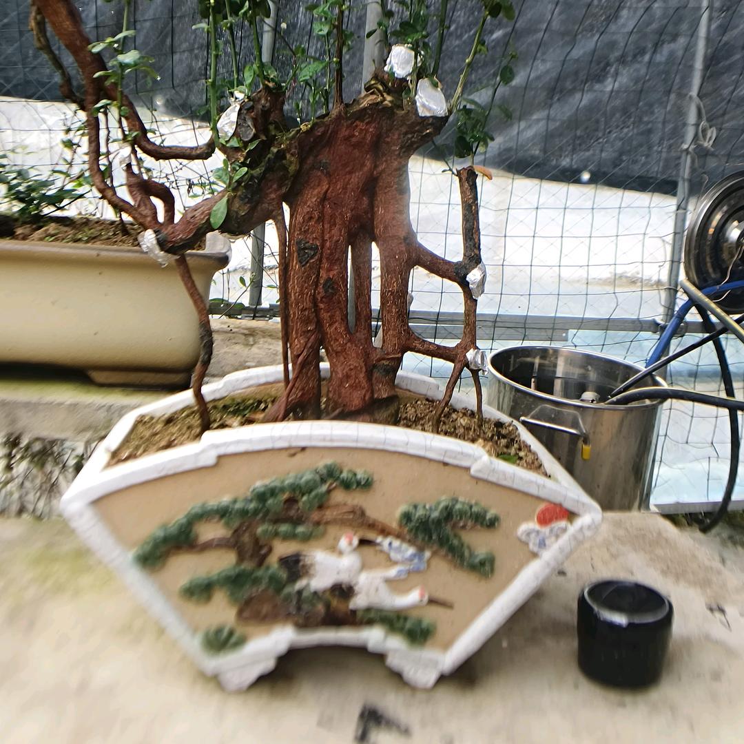 舍得盆景