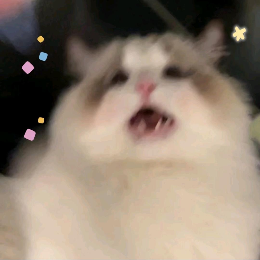 喵ᩚ小ᩚ喵ᩚ୭🐾