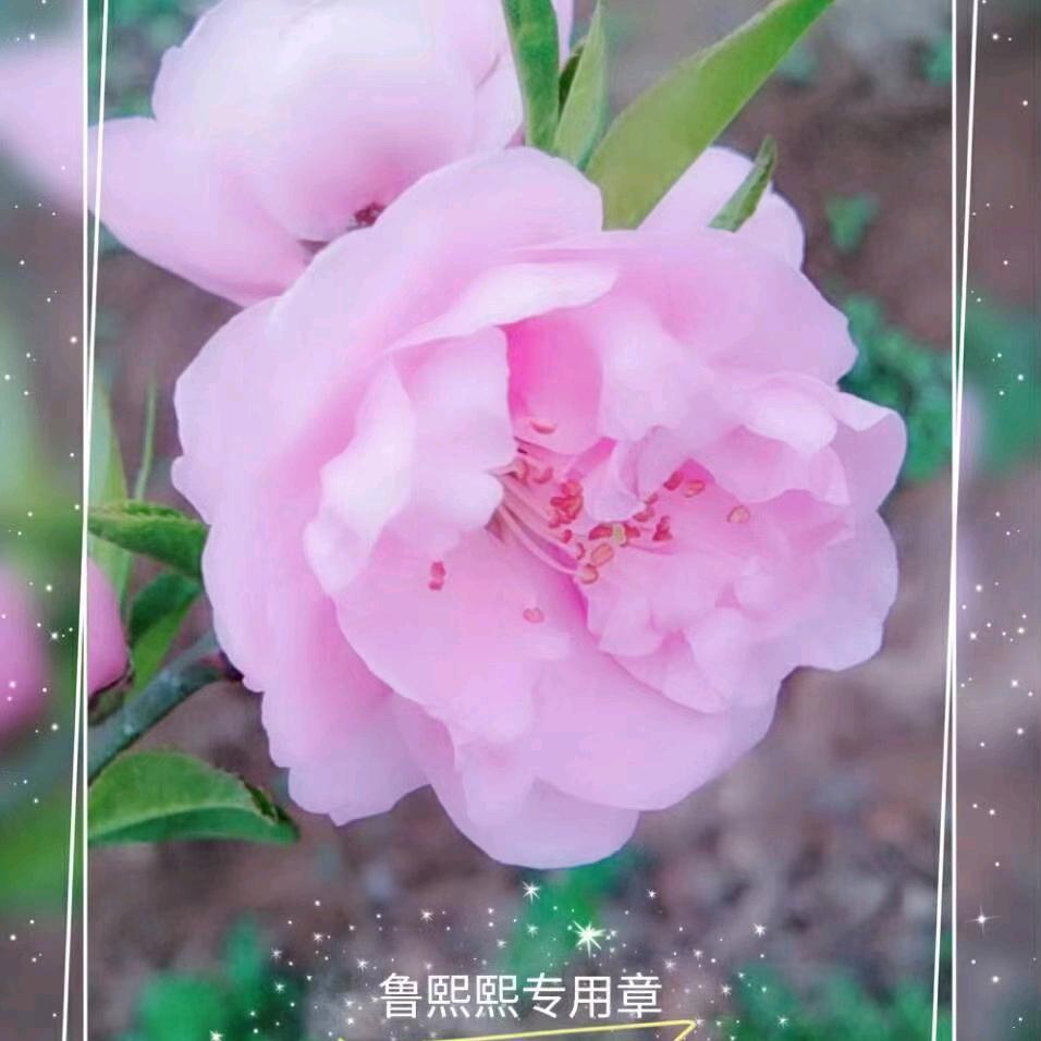 郑果所鲁熙熙