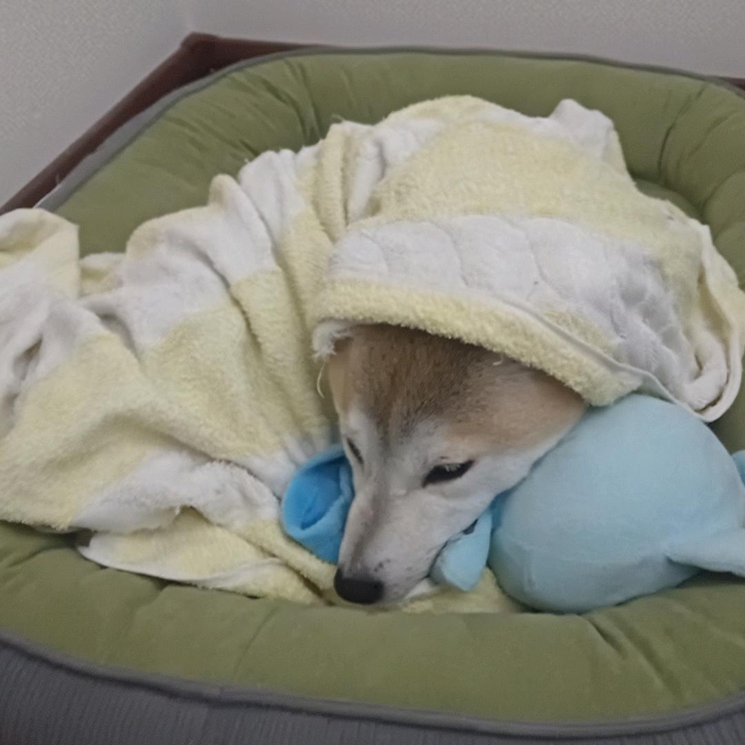 代露娃(๑><๑）