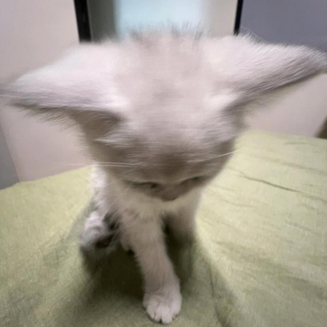 V哦哦哦哦哦