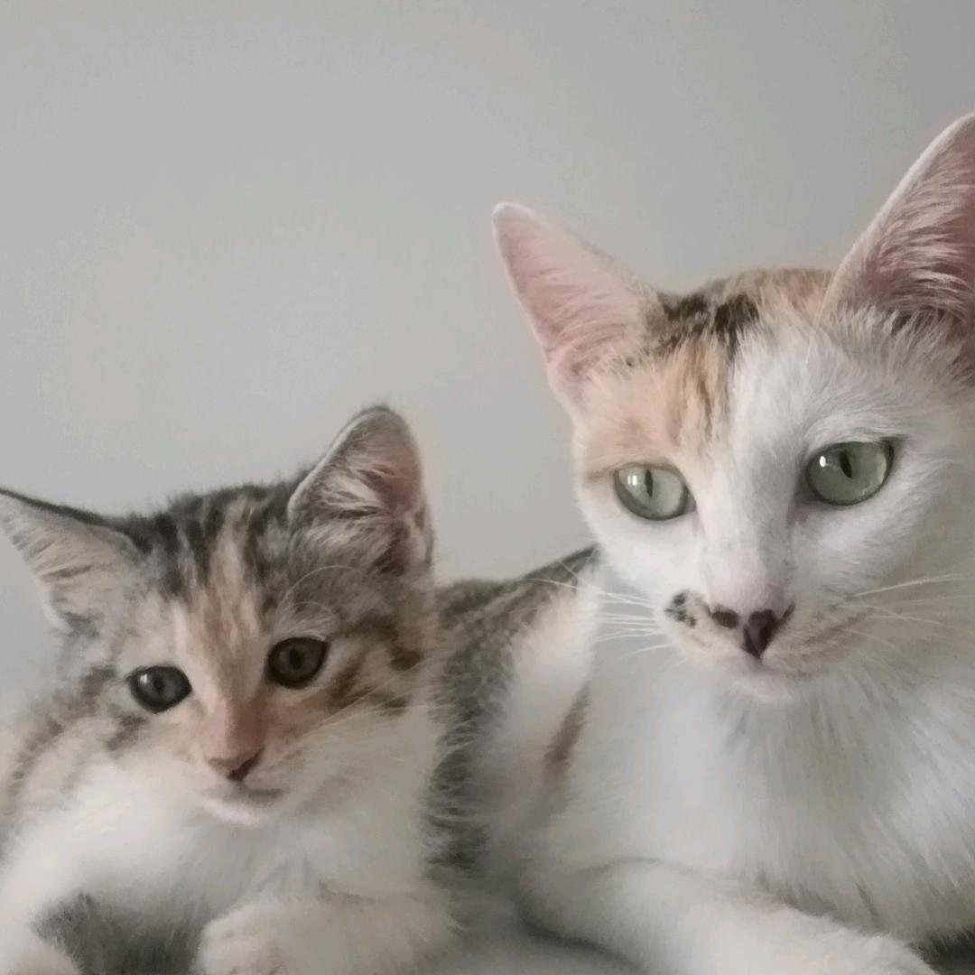 欢乐猫