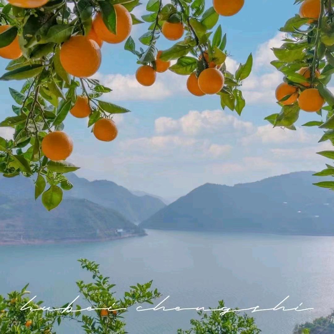 lemon tree🍋