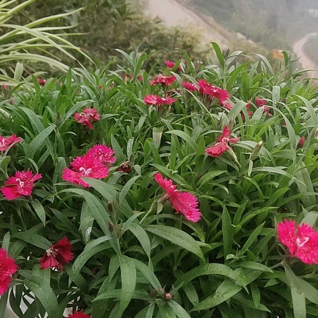 只怪自己太执着