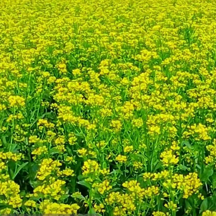 谷中百合花（拒绝私聊）