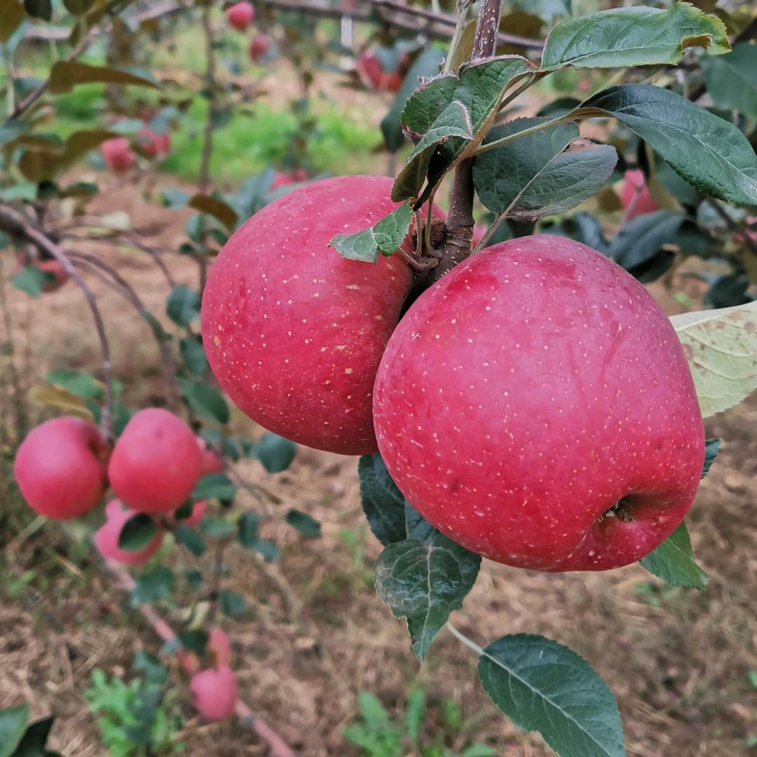 张波家的丑苹果