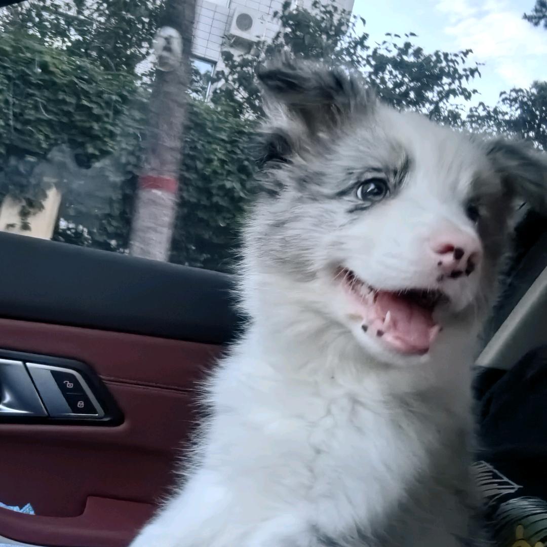 可乐的成长日记