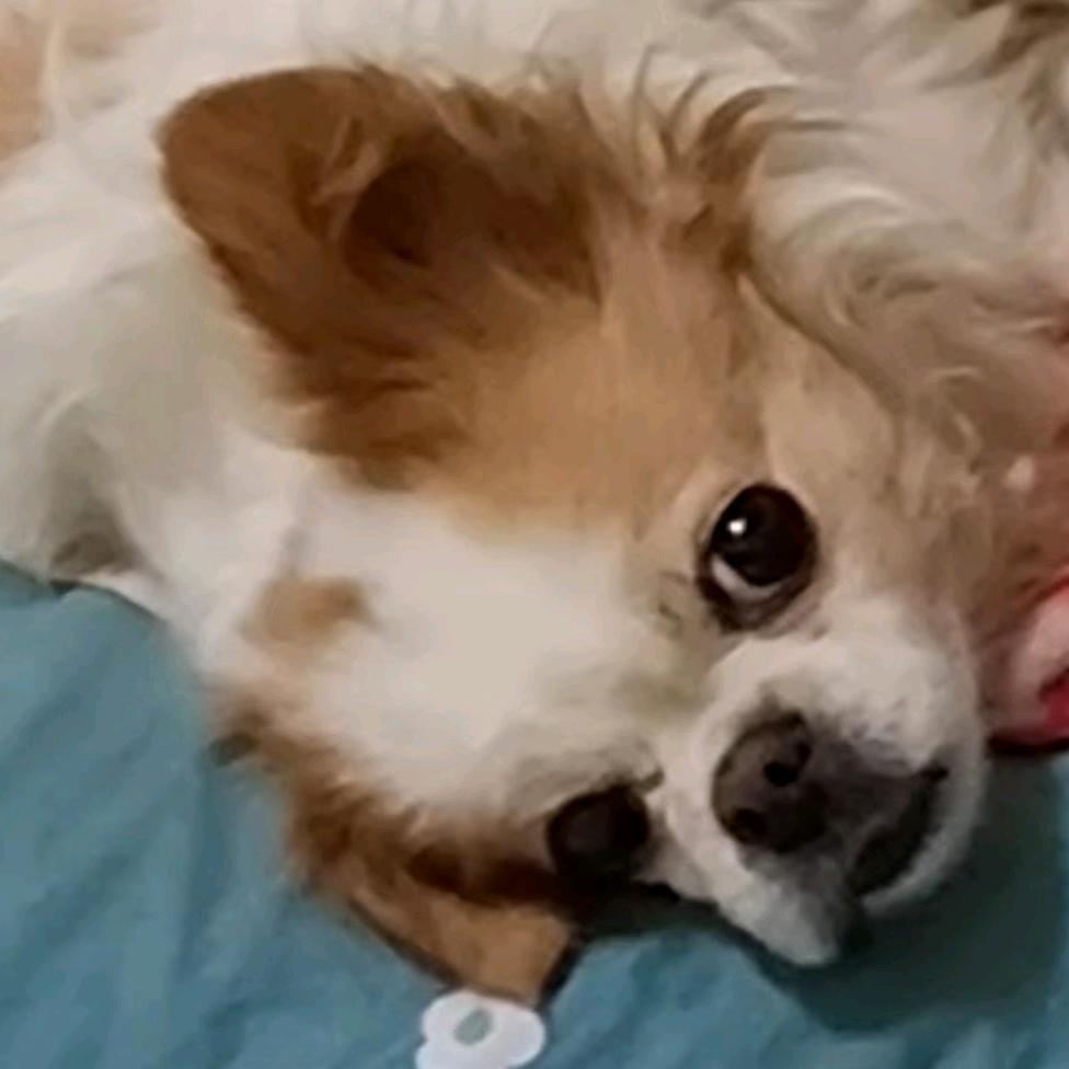 咸蛋