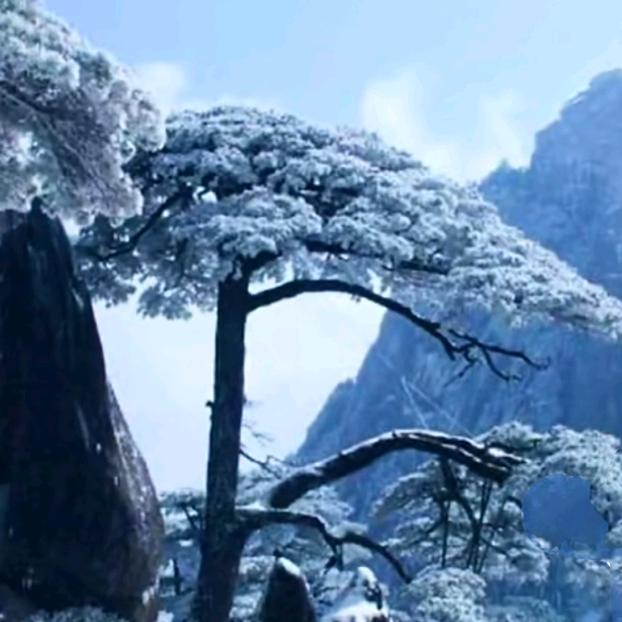 新疆雪松（方向盘）
