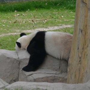 摄影熊猫📷⁶⁸¹