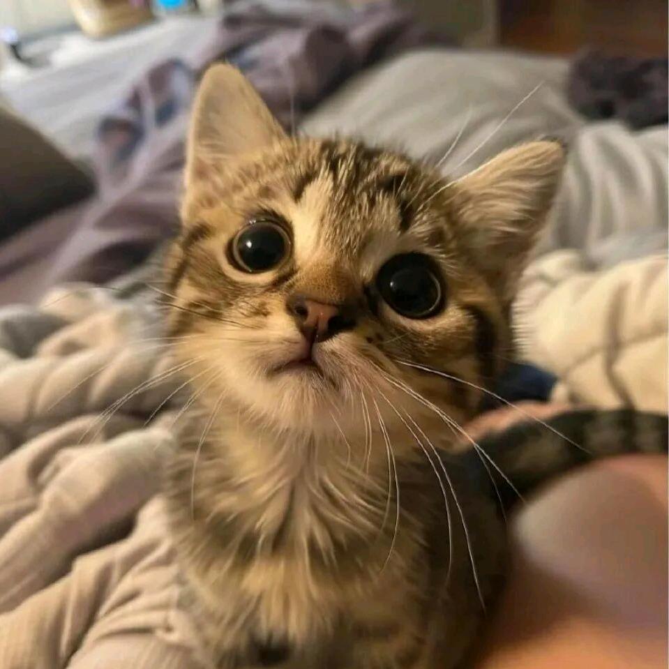 菜菜狗