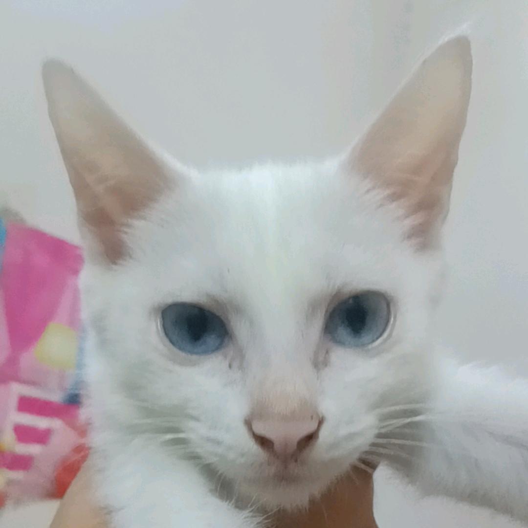 小猪是猫