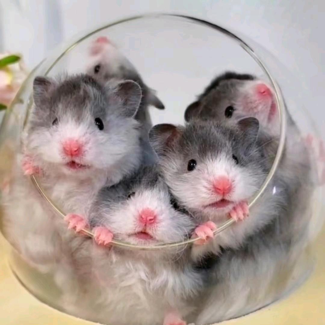 打哈欠的小熊萌宠馆(出熊)