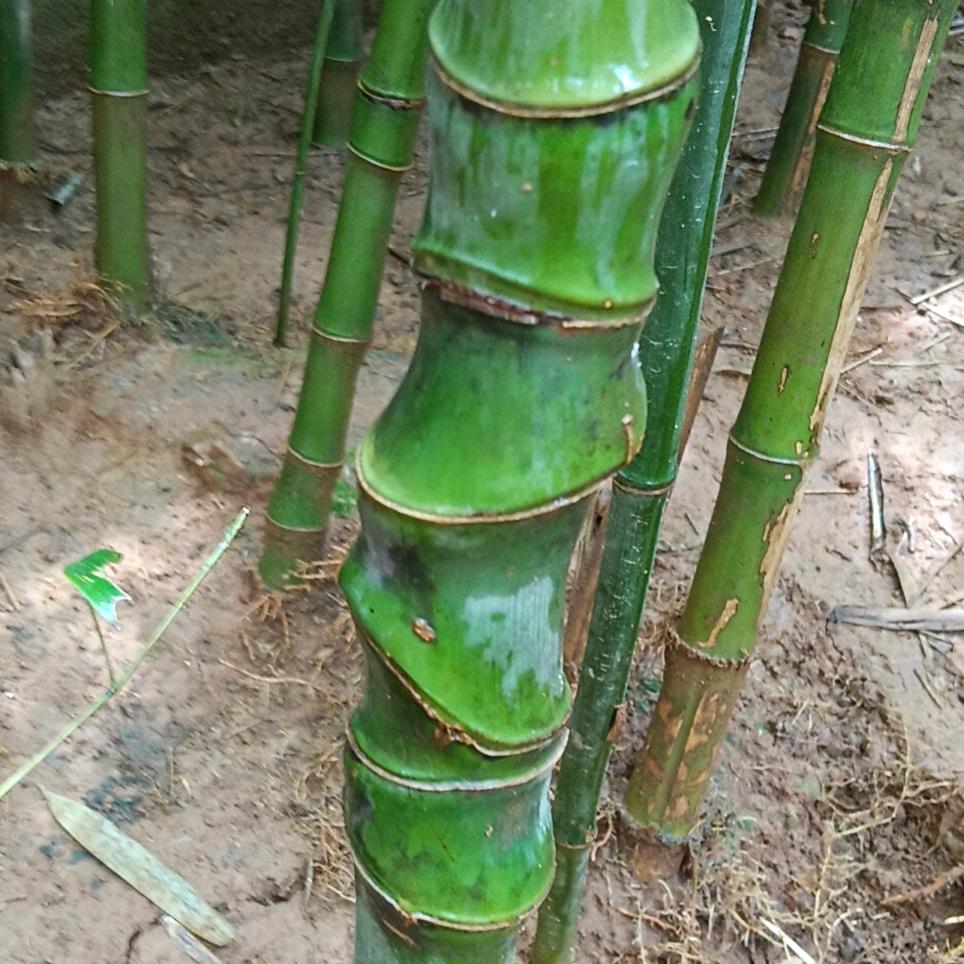 老袁家实心玉竹