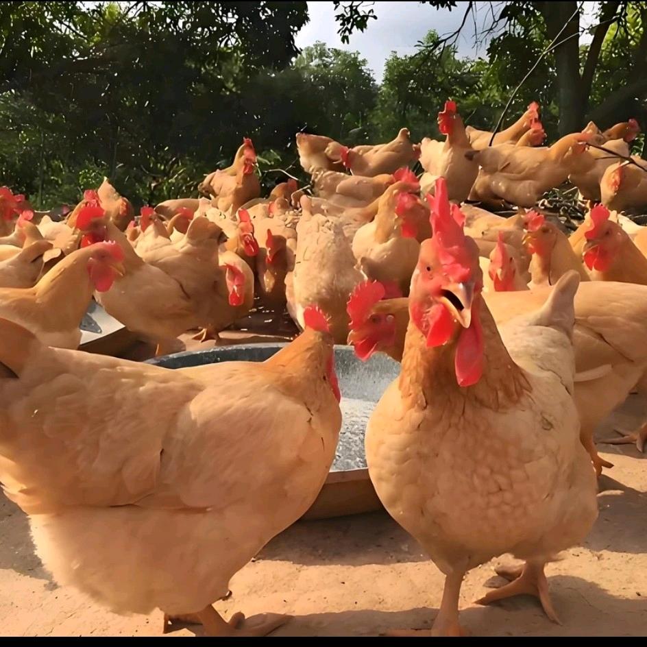 藤县生鲜精品店