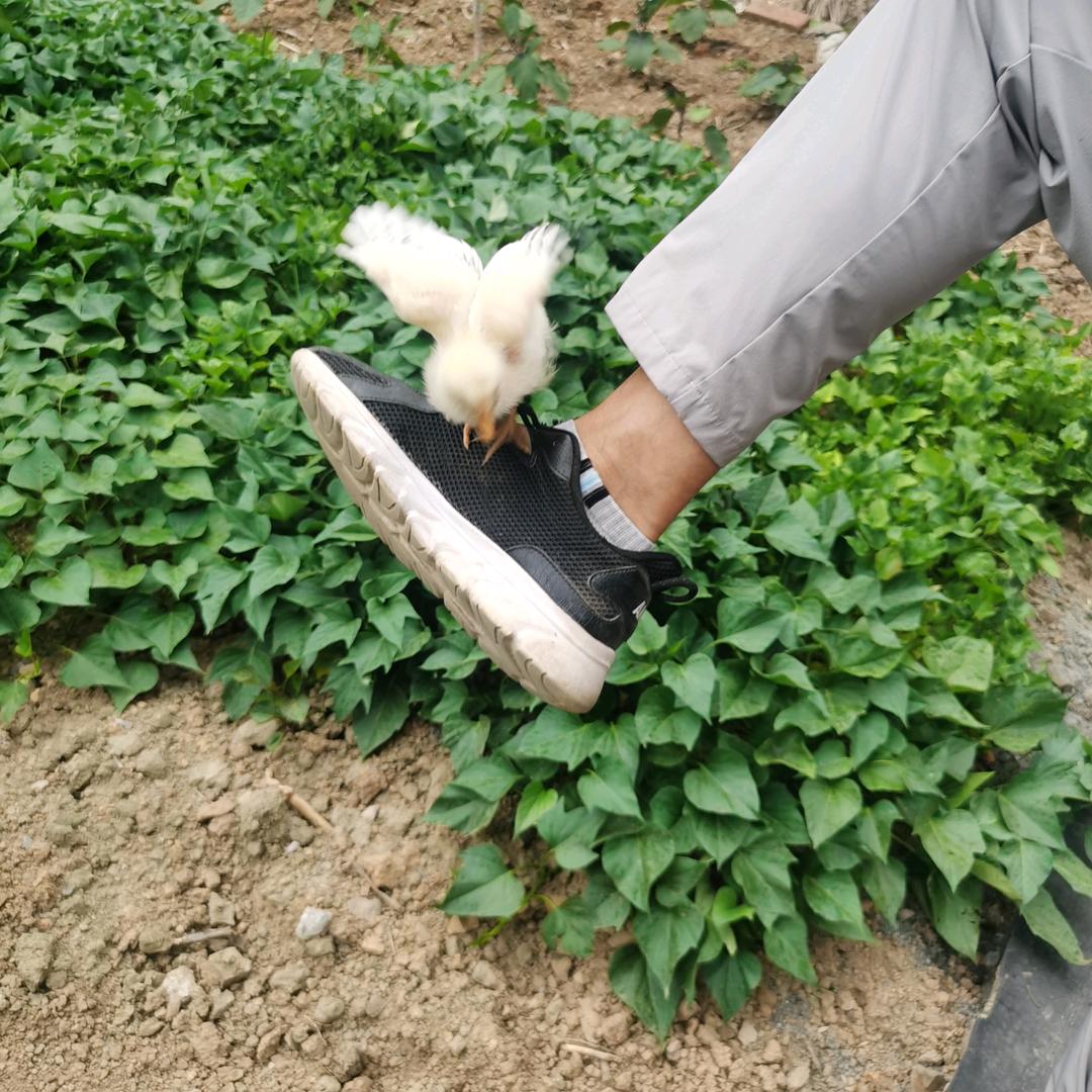 哼哼