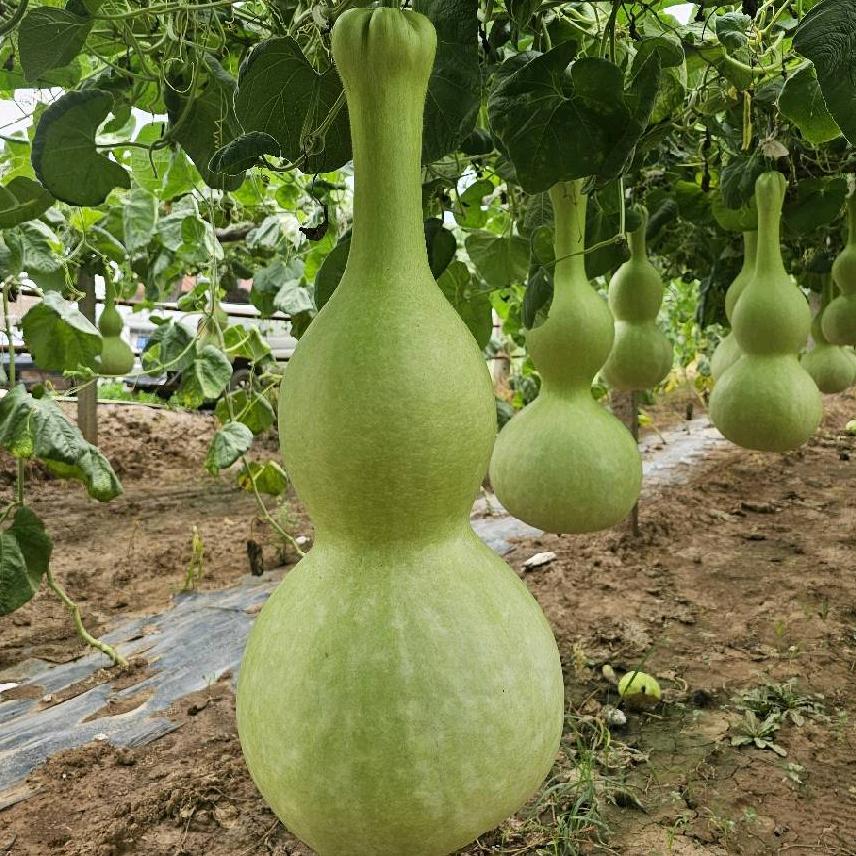 农村人灰哥