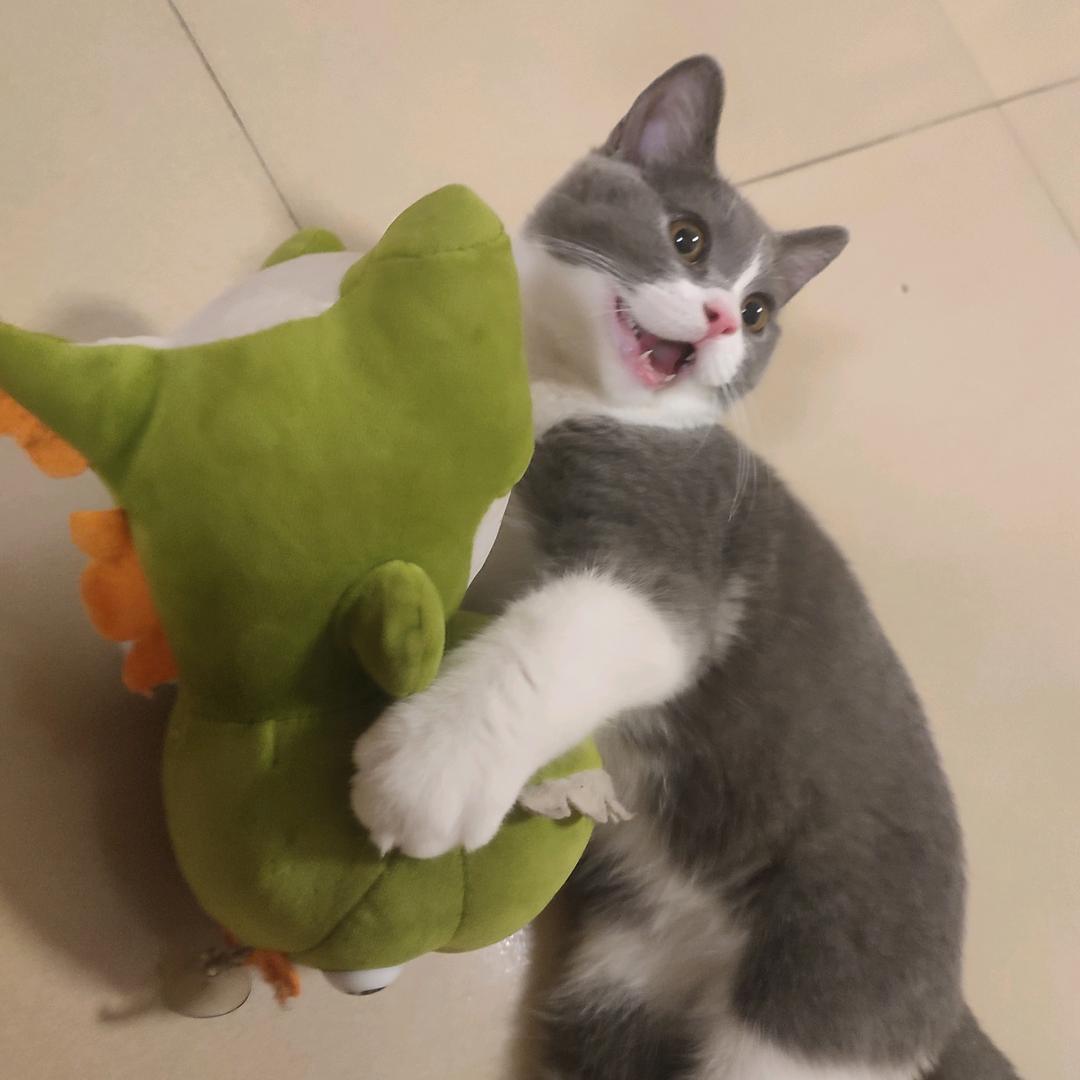 旺财是只蠢猫