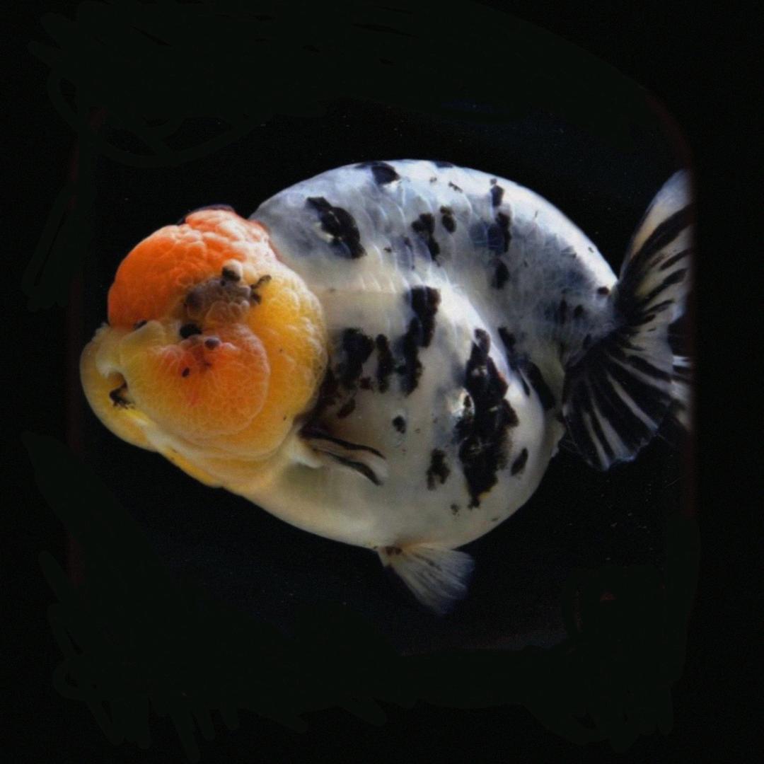 大聪明兰寿金鱼