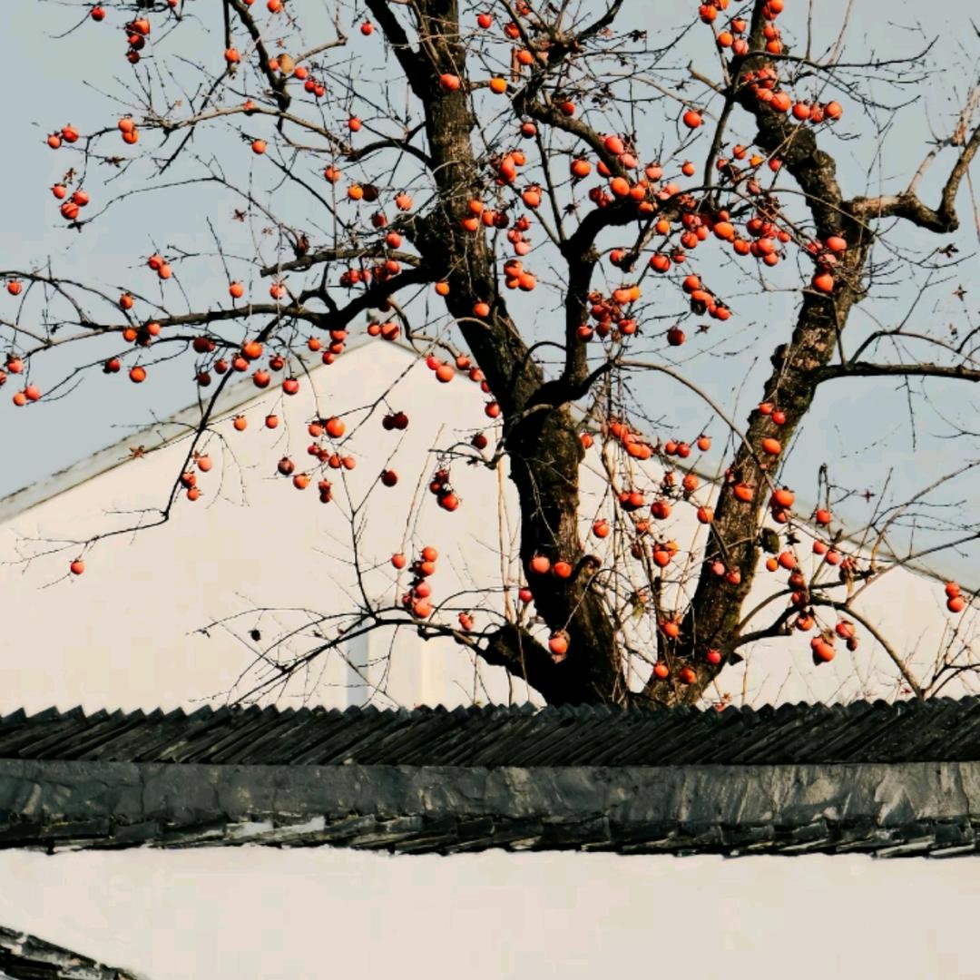 鹤汀凫渚