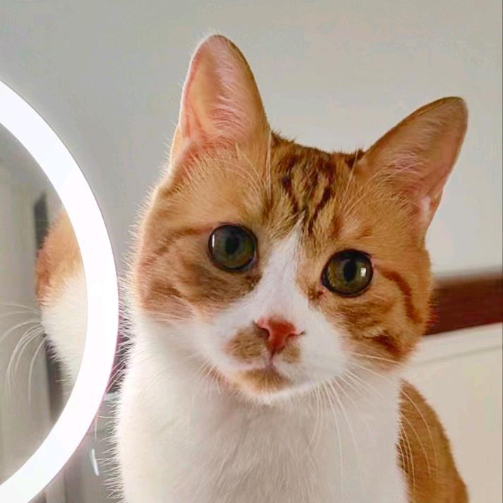 幸运小橘orange