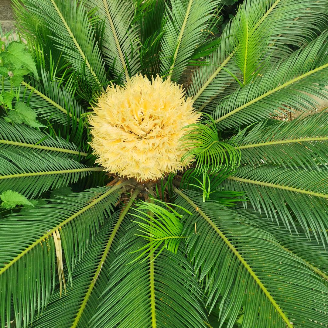 🎀🎎七🌹妹🎀🎎