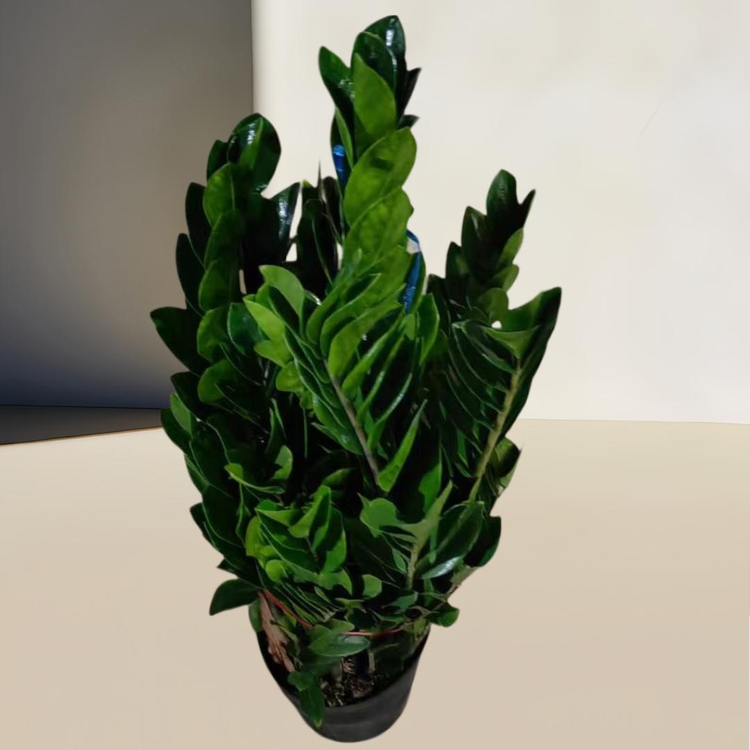 景植园