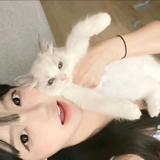 呆呆宇