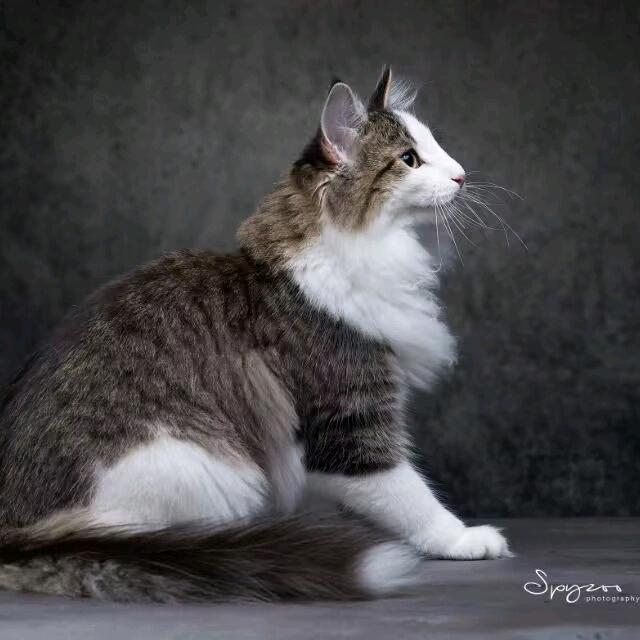 PLS挪威森林猫舍