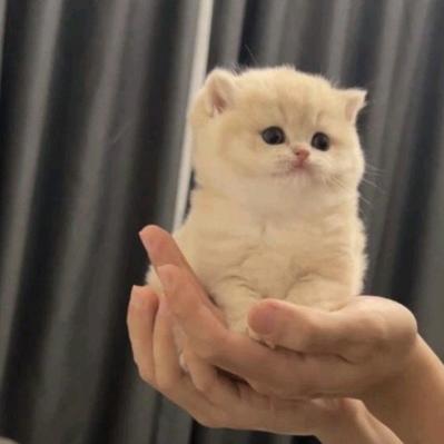 无敌龙尊尹安头像