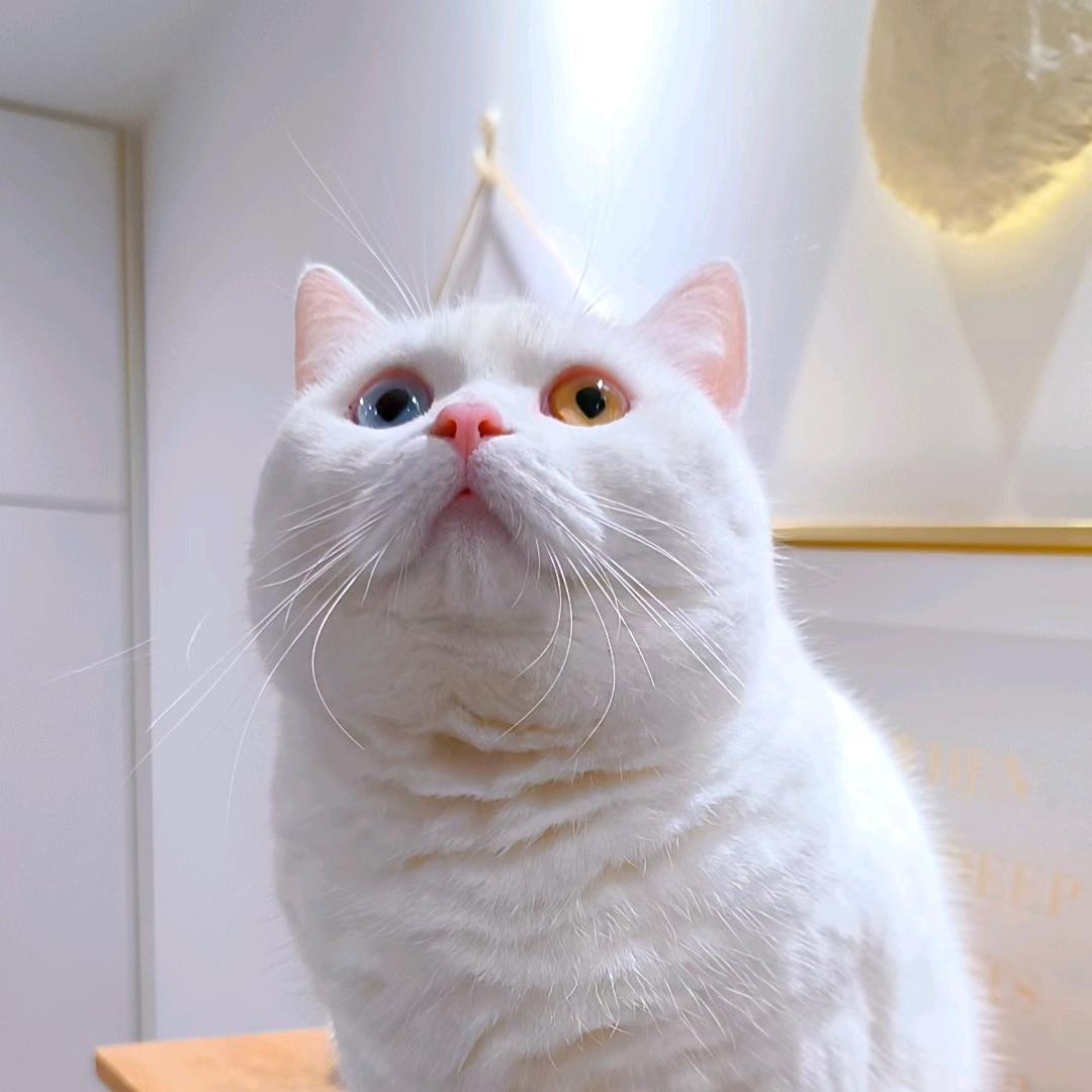 元气