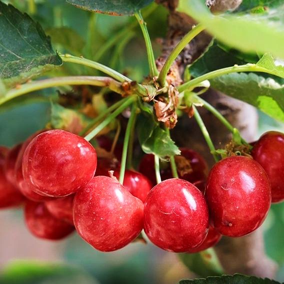 陕北大樱桃-樱韵秦风