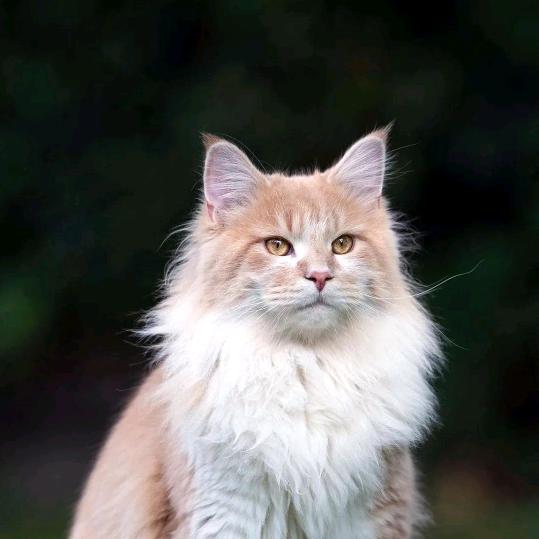 CF专业看视频¹¹❤️