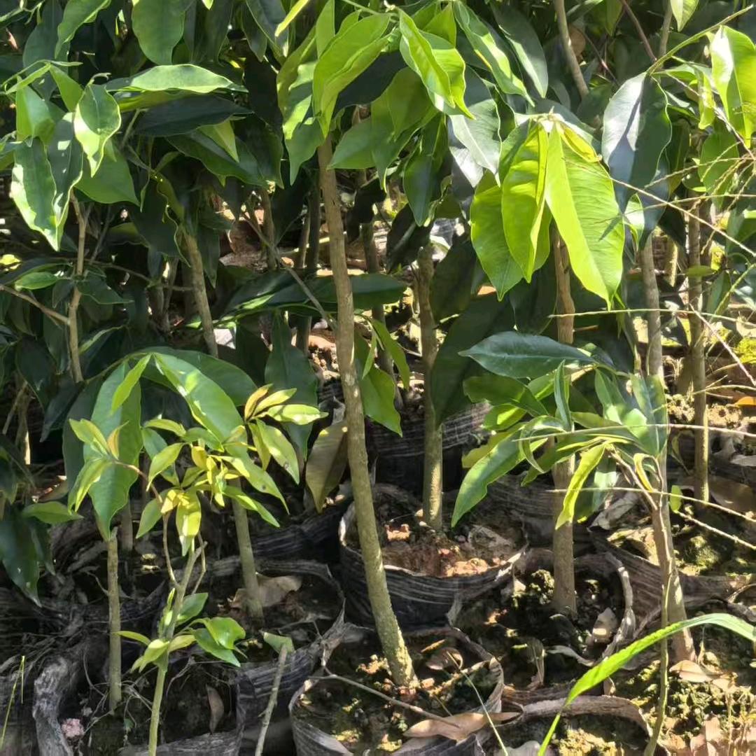 正宗沉香底苗培育基地