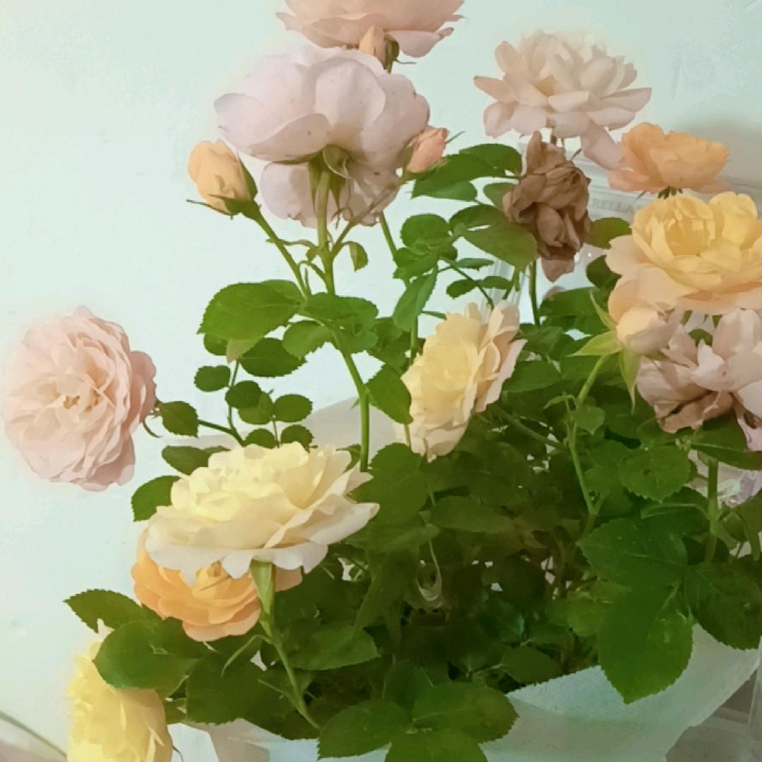 一直都在,没有离开