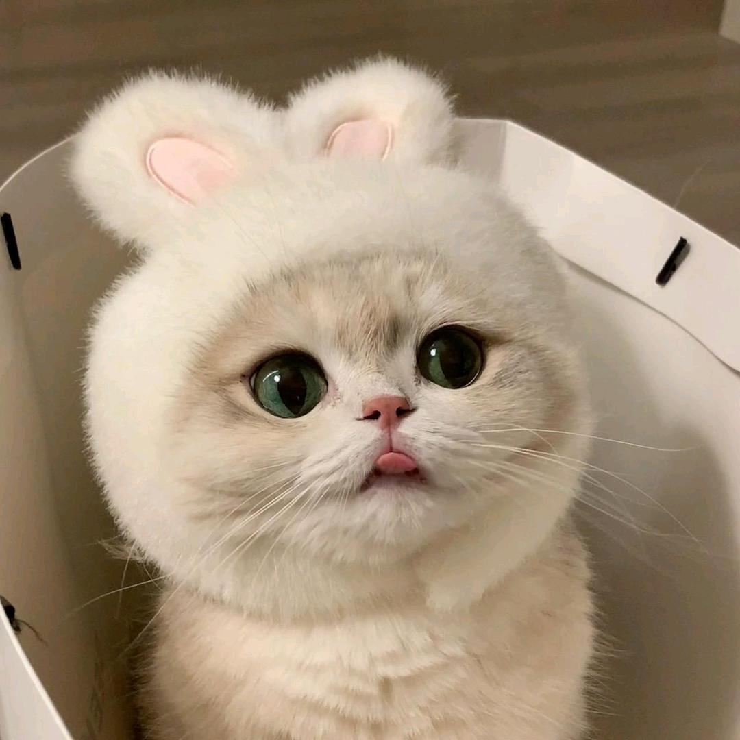 lqdy6