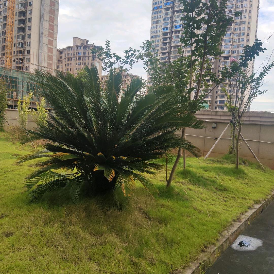 龙芽童一穿搭精选