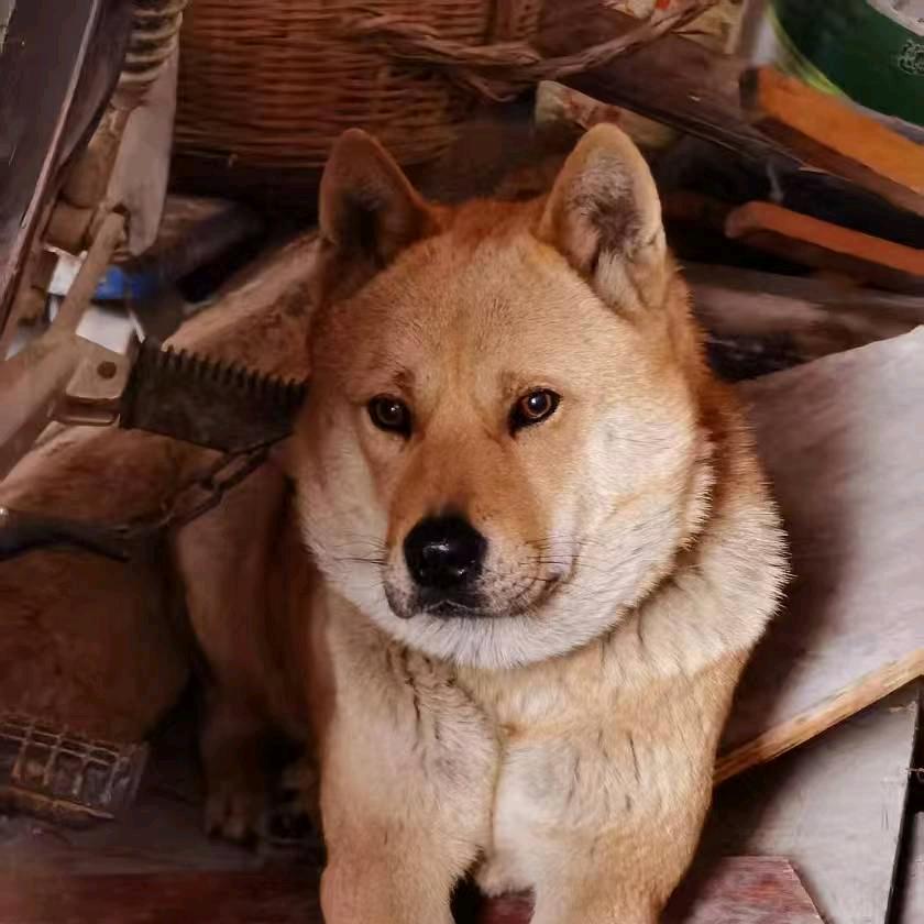 南宁老巢繁育犬舍