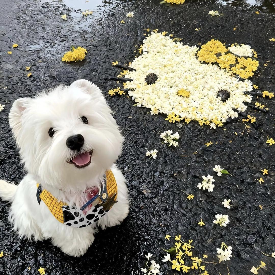 犬颜社