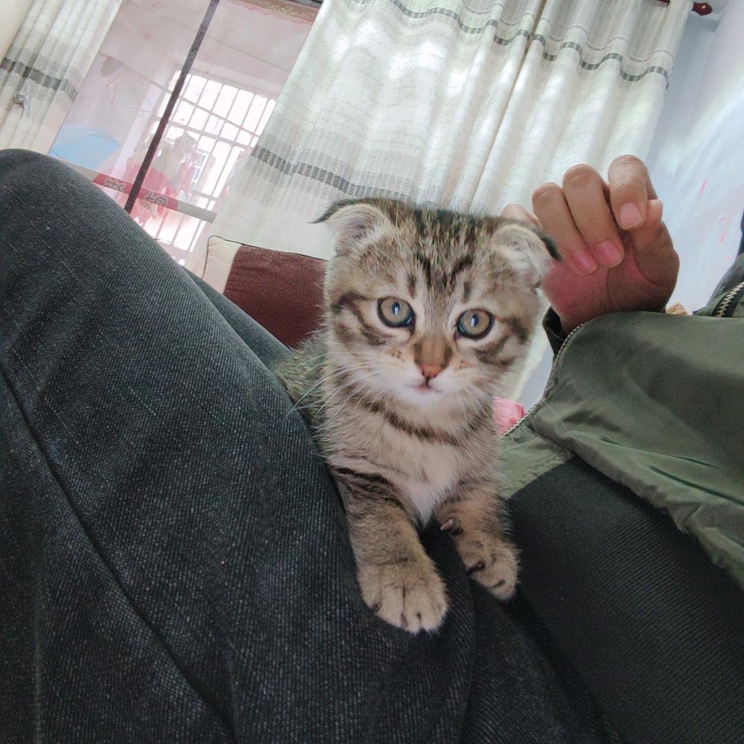 好奇猫猫眯