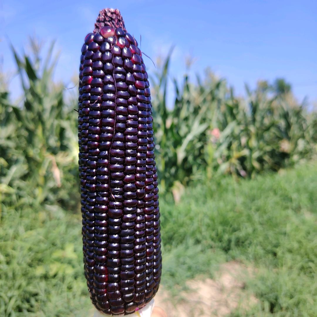 二号地玉米基地