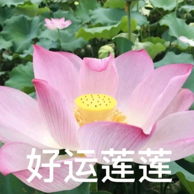 风清云淡